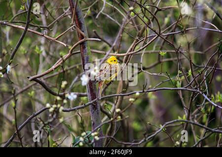 Ein männlicher Yellowhammer in einer Gartenhedgerow, England Stockfoto