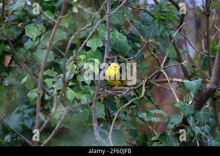 Ein männlicher Yellowhammer in einer Gartenhedgerow, England Stockfoto