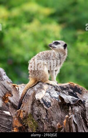 Ein einsamer Erdmännchen, suricata suricatta, steht Wache für den Rest der Truppe. Üppiges grünes Laub Hintergrund mit Platz für Text. Stockfoto