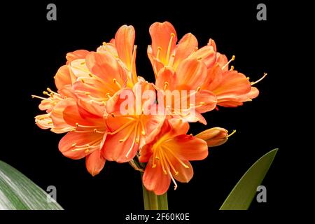 Blühende orange Amaryllis Blume, isoliert auf schwarzem Hintergrund. Schöne Weihnachtsblume. Stockfoto