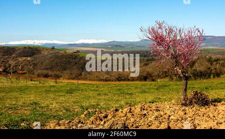 Frühling in der Limagne-Ebene, Sancy-Massiv im Hintergrund, Puy de Dome, Auvergne Rhone Alpes, Frankreich Stockfoto