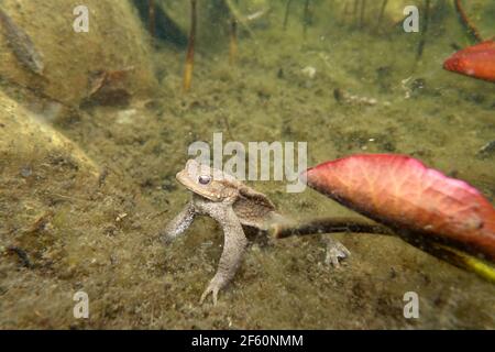 Durch die Winterruhe abgemagerte Erdkröte (Bufo Bufo) im Gartenteich, Deutschland, Nordrhein-Westfalen, Weilerswist Stockfoto