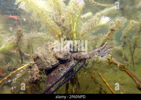 Erdkröten-Paar (Bufo bufo) beim Laichen zwischen Ähren-Tausendblatt (Myriophyllum spicatum) im Gartenteich, Deutschland, Nordrhein-Westfalen, Weilersw Stockfoto