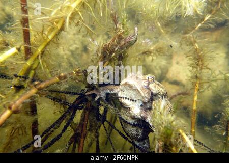 Erdkröten-Paar (Bufo bufo) beim Laichen zwischen Ähren-Tausendblatt (Myriophyllum spicatum) im Gartenteich, Deutschland, Nordrhein-Westfalen, Weilersw Stockfoto