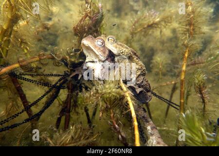 Erdkröten-Paar (Bufo bufo) beim Laichen zwischen Ähren-Tausendblatt (Myriophyllum spicatum) im Gartenteich, Deutschland, Nordrhein-Westfalen, Weilersw Stockfoto