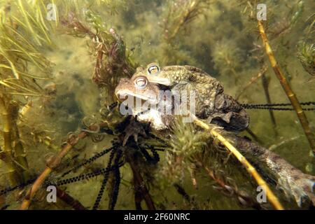 Erdkröten-Paar (Bufo bufo) beim Laichen zwischen Ähren-Tausendblatt (Myriophyllum spicatum) im Gartenteich, Deutschland, Nordrhein-Westfalen, Weilersw Stockfoto