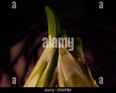 Zwiebel und Scheiben auf Holzschneidebrett. Stockfoto