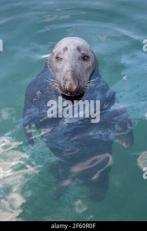 Kegelrobbe (Halichoerus grypus) beim Schwimmen, Schottland, Großbritannien Stockfoto