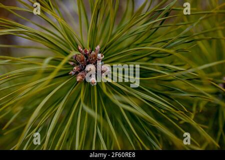 Makroaufnahmen von Pflanzen. Nadelzweige mit jungen Knospen sehen aus wie Blumen. Kiefer Zweig mit Zapfen im Frühjahr. Stockfoto