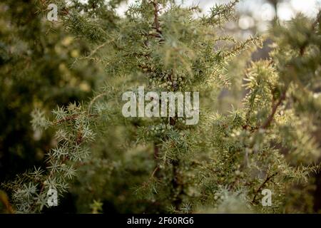 Zwerg japanischer Gartenwacholder - lateinischer Name - Juniperus procumbens Nana. Stockfoto