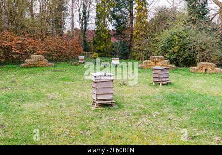 Traditionelle WBC-Bienenstöcke aus Holz, die im Frühling auf Gras in Howard's Field, RHS Garden Wisley, Surrey, Südostengland stehen Stockfoto