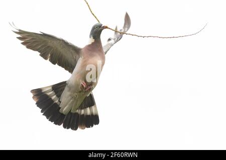 Vögel sammeln Nistmaterial im Frühjahr - Holztaube (Columba palumbus) fliegen mit großem Stock im Schnabel - Schottland, UK Stockfoto