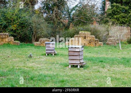 Traditionelle WBC-Bienenstöcke aus Holz, die im Frühling auf Gras in Howard's Field, RHS Garden Wisley, Surrey, Südostengland stehen Stockfoto