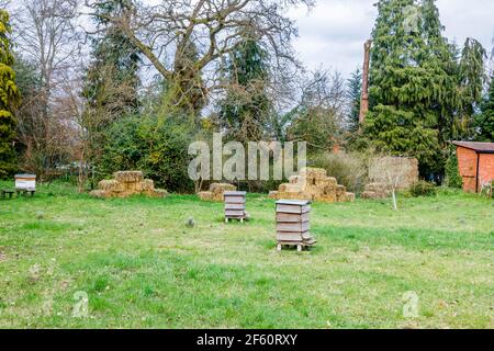 Traditionelle WBC-Bienenstöcke aus Holz, die im Frühling auf Gras in Howard's Field, RHS Garden Wisley, Surrey, Südostengland stehen Stockfoto