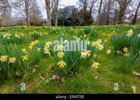 Ein Teppich aus wilden Narzissen, der im Frühjahr im Petworth Park, Petworth, West Sussex, Südostengland, in Wäldern wächst Stockfoto