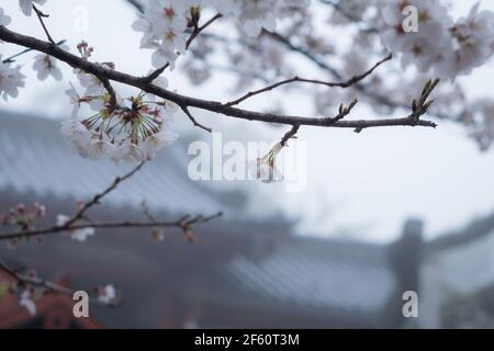 Japanische Sakura Kirschblüte in Blüte am Himuro Jinja Schrein in Nara, Japan an einem nebligen Morgen Ende März Stockfoto