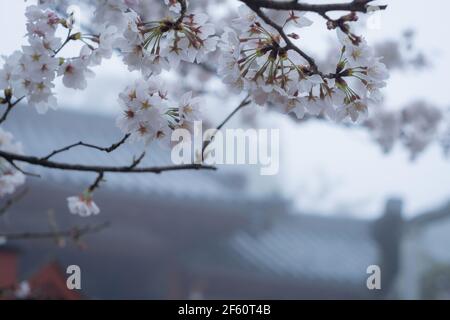 Japanische Sakura Kirschblüte in Blüte am Himuro Jinja Schrein in Nara, Japan an einem nebligen Morgen Ende März Stockfoto