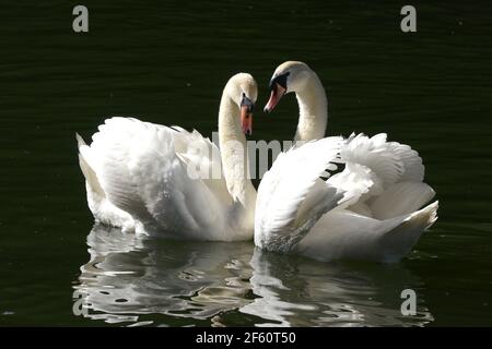 Cambridge, Großbritannien. März 2021, 29th. Am ersten Tag, an dem der Aufenthalt im Home Lockdown Order endet, genießen sich zwei Schwäne auf dem River Cam im Zentrum von Cambridge. Quelle: MARTIN DALTON/Alamy Live News Stockfoto