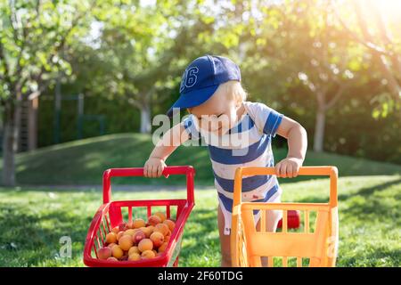 Portrait von kleinen kaukasischen niedlichen blonden Kleinkind Junge halten Spielzeug Warenkorb voll von süßen reifen Aprikosen gegen grünen Baum und Rasen im Garten. Wenig Stockfoto