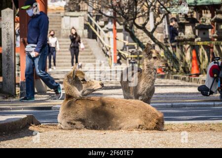 Ein sika-Hirsch (Cervus nippon) sitzt am Straßenrand im Nara Park, Nara, Japan Stockfoto