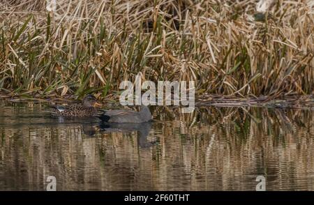 Ein Brutpaar von Gadwall-Enten (Anas strepera). Das Weibchen ist braun, das Männchen grau. Stockfoto