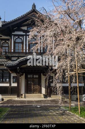 Japanische Sakura Kirschblüte in Blüte vor dem Nara National Museum Buddhist Art Library in Nara, Japan im späten März Stockfoto