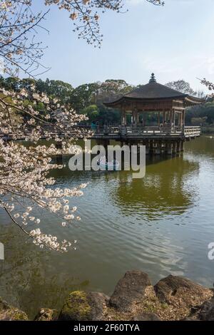 Japanische Sakura Kirschblüte in Blüte vor dem Ukimido Pavillon, einem Gebäude im Nara Park, Japan Ende März Stockfoto