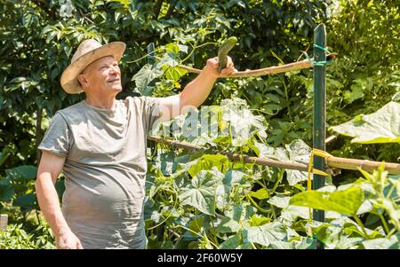 Senior Mann pflücken Bio-Gurken aus den Pflanzen im Gemüsegarten. Stockfoto