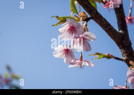 Kawazu oder Kawazuzakura sakura blüht Ende März in Nara, Japan, und ist damit der Beginn des Frühlings Stockfoto