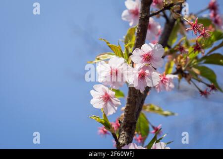 Kawazu oder Kawazuzakura sakura blüht Ende März in Nara, Japan, und ist damit der Beginn des Frühlings Stockfoto