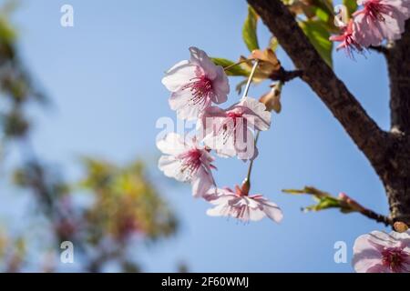 Kawazu oder Kawazuzakura sakura blüht Ende März in Nara, Japan, und ist damit der Beginn des Frühlings Stockfoto