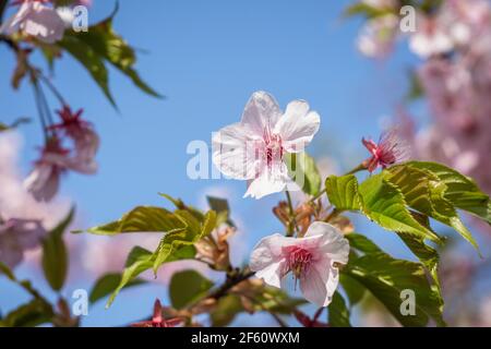 Kawazu oder Kawazuzakura sakura blüht Ende März in Nara, Japan, und ist damit der Beginn des Frühlings Stockfoto