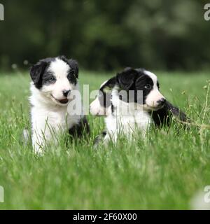 Entzückende Welpen von Border Collie laufen im Gras Stockfoto
