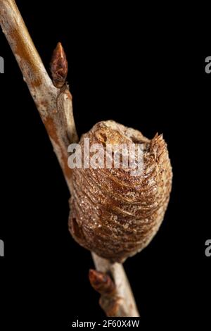 Close-up-Ootheca, von weiblichen Gottesanbeterin auf einem Kirschenzweig gebildet. Eine Ootheca ist eine Art von Eiermasse, die von Mantissen hergestellt wird. Isoliert auf schwarzem Hintergrund Stockfoto