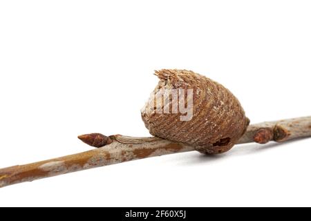 Close-up-Ootheca, von weiblichen Gottesanbeterin auf einem Kirschenzweig gebildet. Eine Ootheca ist eine Art von Eiermasse, die von Mantissen hergestellt wird. Isoliert auf weißem Hintergrund Stockfoto