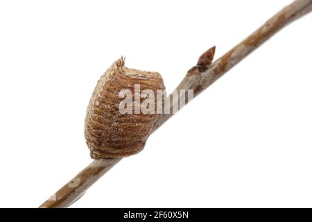 Close-up-Ootheca, von weiblichen Gottesanbeterin auf einem Kirschenzweig gebildet. Eine Ootheca ist eine Art von Eiermasse, die von Mantissen hergestellt wird. Isoliert auf weißem Hintergrund Stockfoto