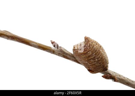 Close-up-Ootheca, von weiblichen Gottesanbeterin auf einem Kirschenzweig gebildet. Eine Ootheca ist eine Art von Eiermasse, die von Mantissen hergestellt wird. Isoliert auf weißem Hintergrund Stockfoto