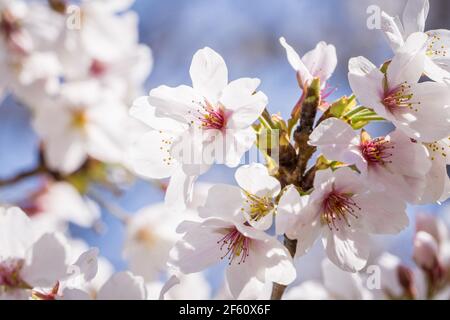 Kawazu oder Kawazuzakura sakura blüht Ende März in Nara, Japan, und ist damit der Beginn des Frühlings Stockfoto