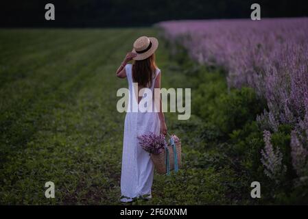 Eine junge Frau in einer weißen Sundress, Strohhut hält einen Weidenkorb mit einem Strauß. Ein Mädchen geht bei Sonnenuntergang durch ein Salbei blühendes rosa Feld. Die Konz Stockfoto