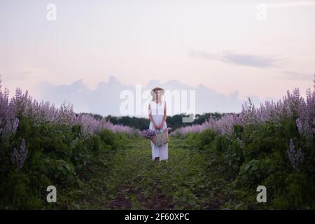 Eine junge Frau in einer weißen Sundress, Strohhut hält einen Weidenkorb mit einem Strauß. Ein Mädchen geht bei Sonnenuntergang durch ein Salbei blühendes rosa Feld. Die Konz Stockfoto