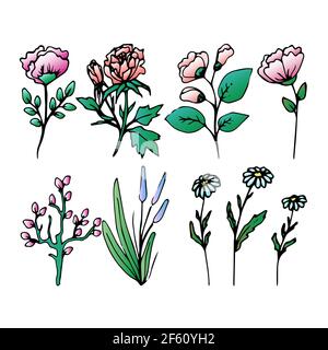 Set von Feld und verschiedene Kräuter, schöne Blume, Frühling Zweig mit Blättern, florale Vektor-Objekt in Doodle-Stil, Blumen Handzeichnen, isolieren auf einem weißen Stock Vektor