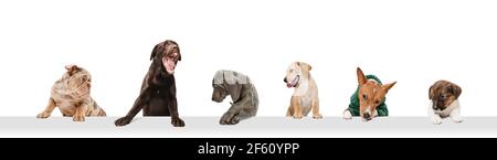 Niedliche Hunde oder Haustiere suchen glücklich isoliert auf weißem Hintergrund. Fotoaufnahmen im Studio. Kreative Collage verschiedener Hunderassen. Flyer für Ihre Anzeige. Stockfoto