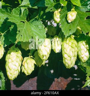 Die Früchte des Wildhopfens auf den grünen Ästen Stockfoto