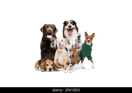 Niedliche Hunde oder Haustiere suchen glücklich isoliert auf weißem Hintergrund. Fotoaufnahmen im Studio. Kreative Collage verschiedener Hunderassen. Flyer für Ihre Anzeige. Stockfoto