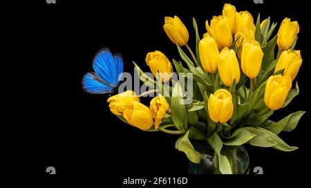 Ein Bouquet von gelben Tulpen mit blauem Schmetterling isoliert auf schwarzem Hintergrund. Schöne Blumen mit Motten. Isolieren. Hochwertige Fotos Stockfoto