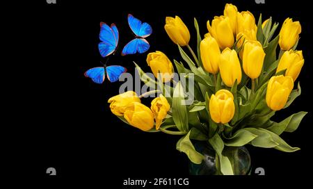 Ein Bouquet von gelben Tulpen mit blauen Schmetterlingen isoliert auf schwarzem Hintergrund. Schöne Blumen mit Motten. Isolieren. Hochwertige Fotos Stockfoto