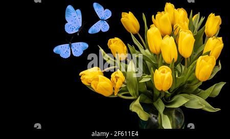 Ein Bouquet von gelben Tulpen mit blauen Schmetterlingen isoliert auf schwarzem Hintergrund. Schöne Blumen mit Motten. Isolieren. Hochwertige Fotos Stockfoto