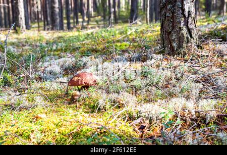 Waldesspilz mit brauner Mütze im weißen Moos. Boletus edulis Stockfoto
