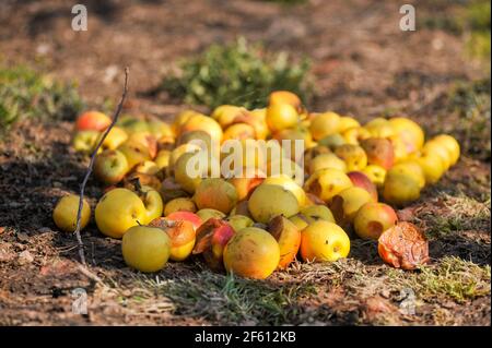 Gelbe faule Äpfel auf dem Grundbild Stockfoto