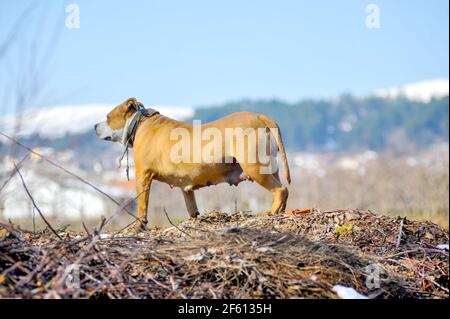 Ältere weibliche amerikanische Staffordshire Terrier Hund in der Natur Stockfoto